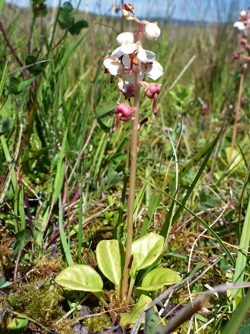 Basal leaves