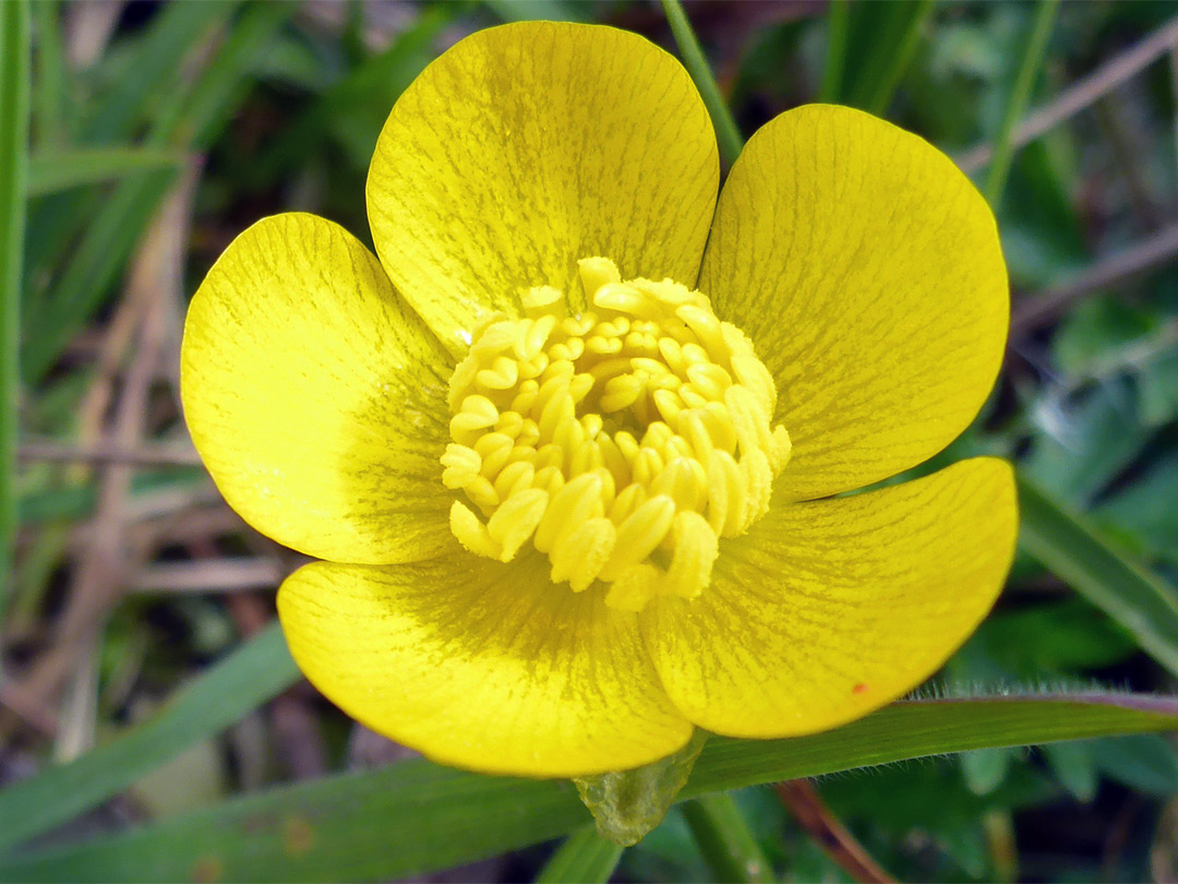 Rounded petals