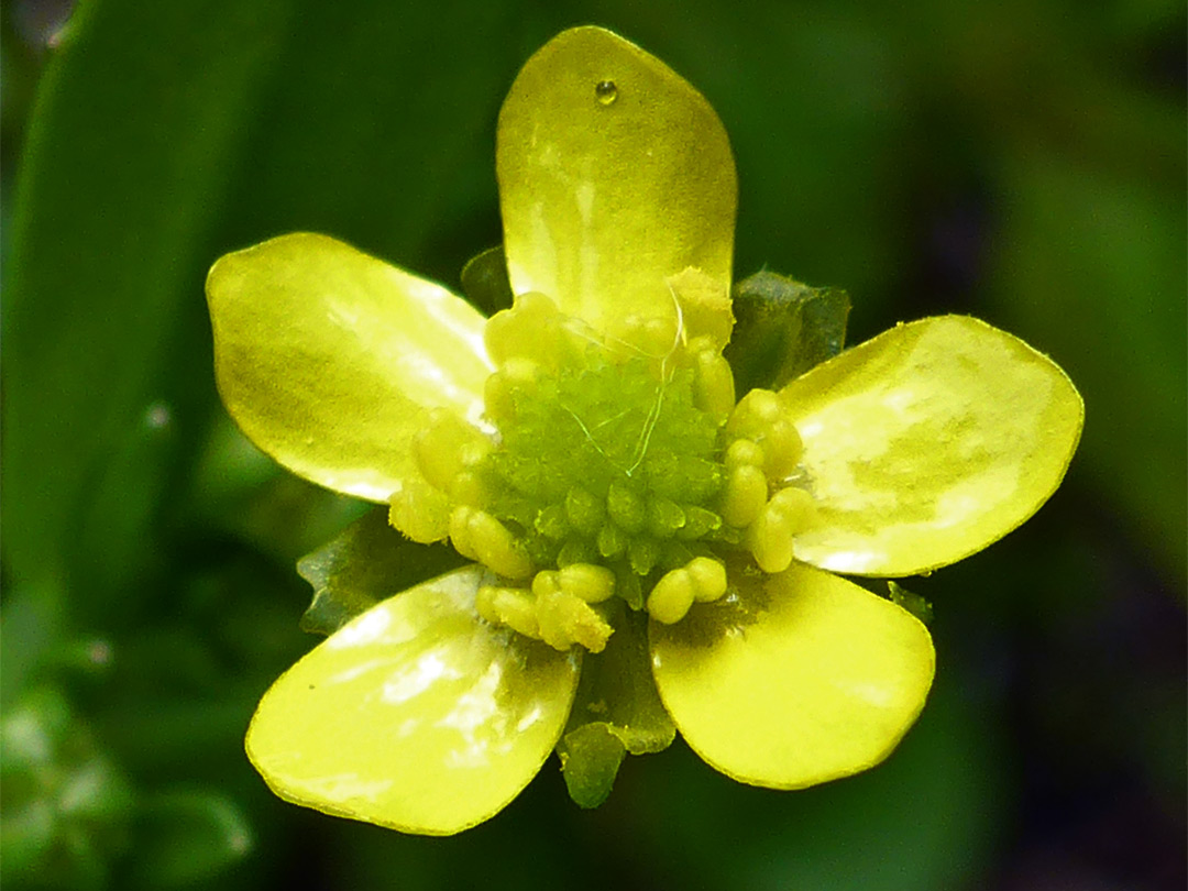 Yellow flower