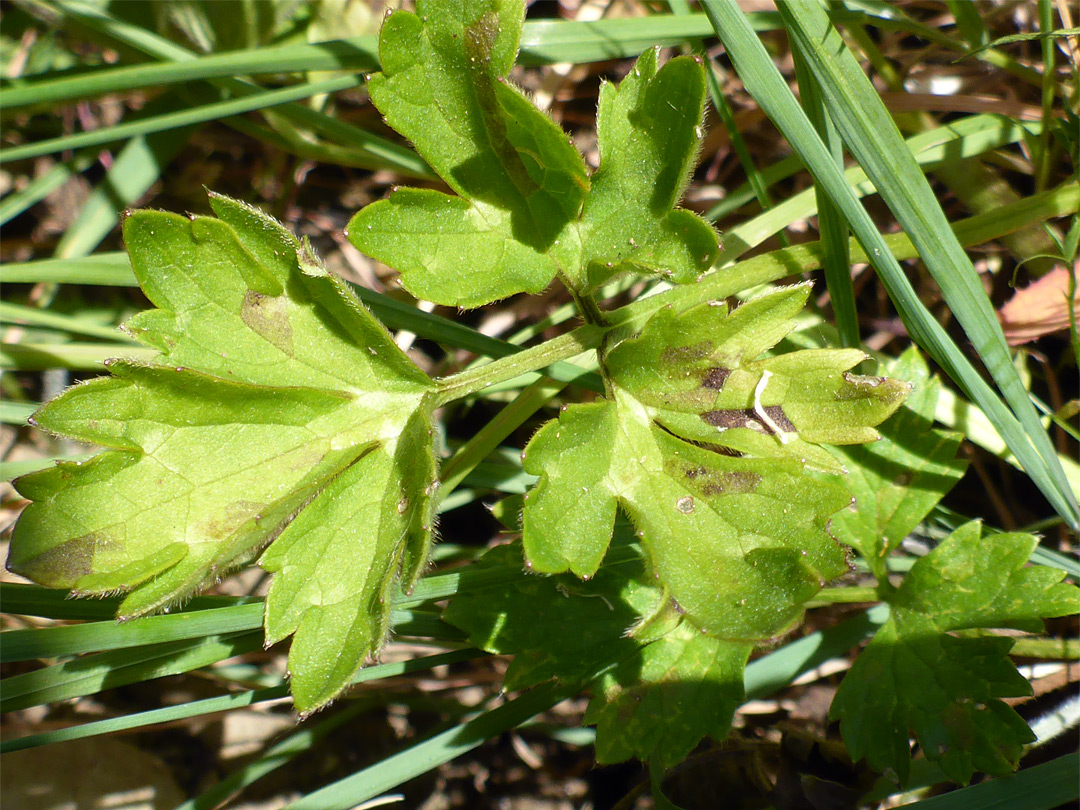 Pinnate leaf