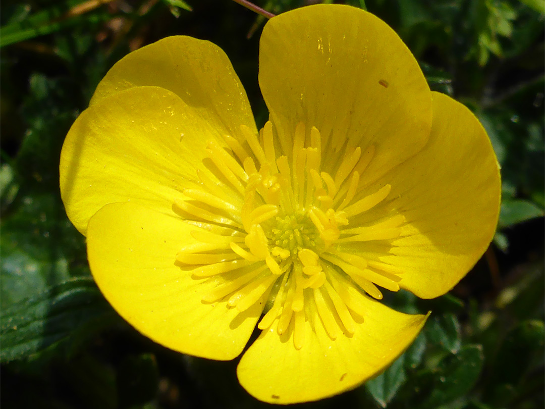 Cupped flower