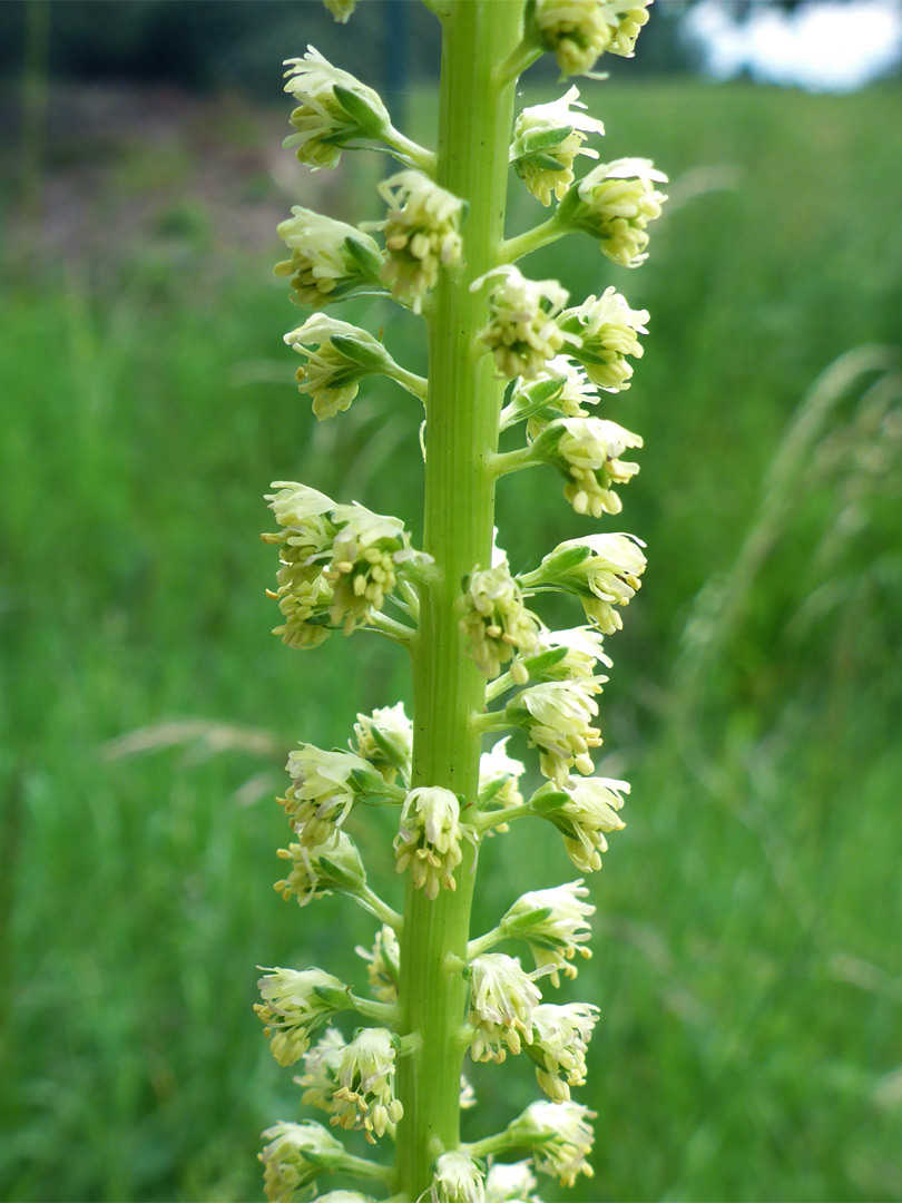 Elongated inflorescence