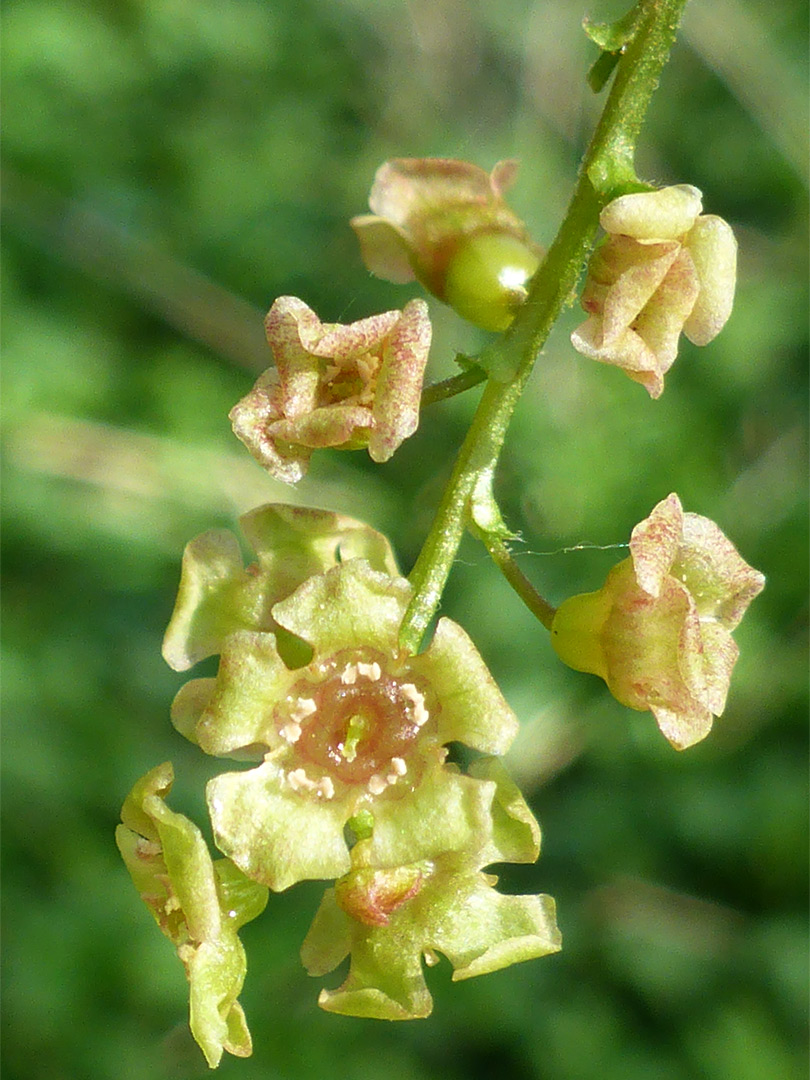 Greenish flowers