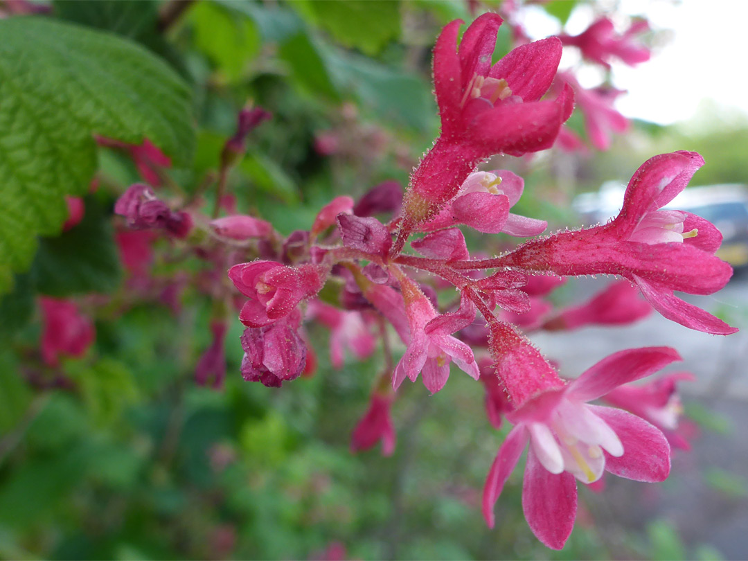 Dark pink flowers