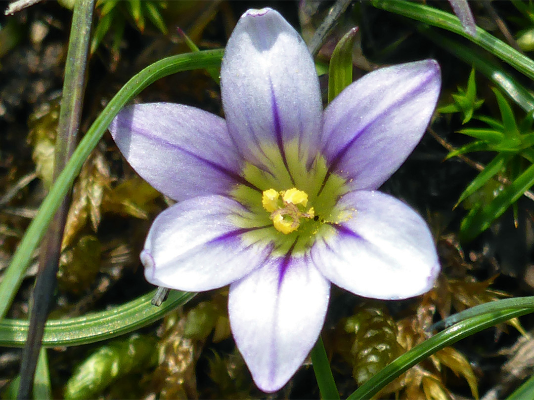 Purplish flower