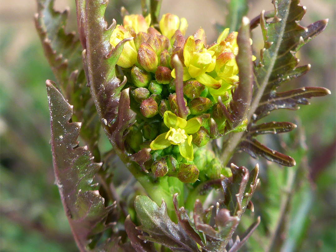 Yellow flowers