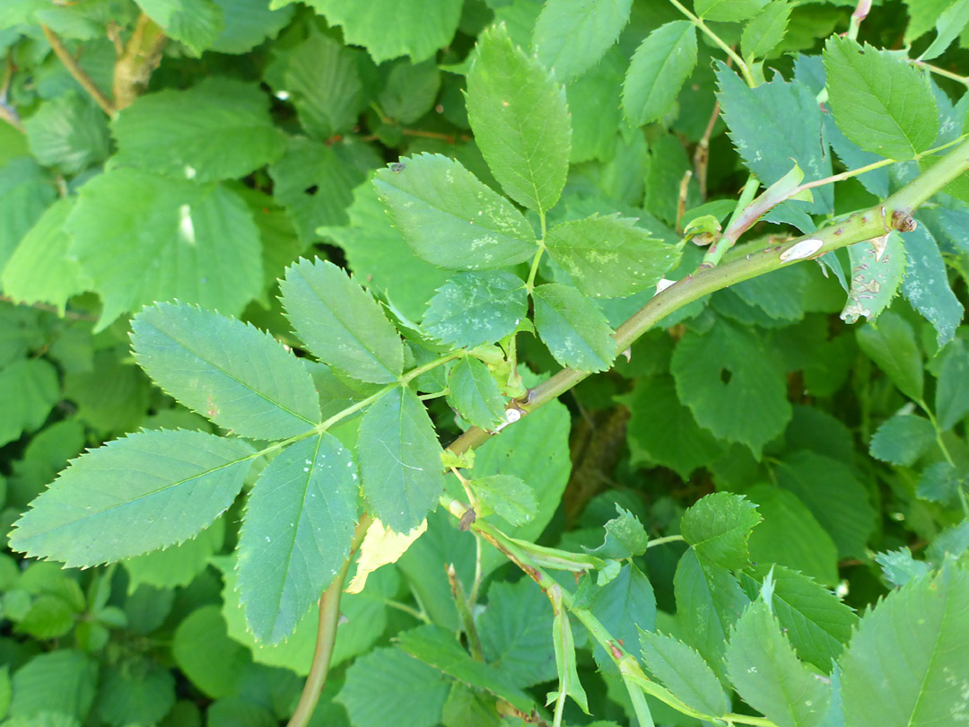 Compound leaf