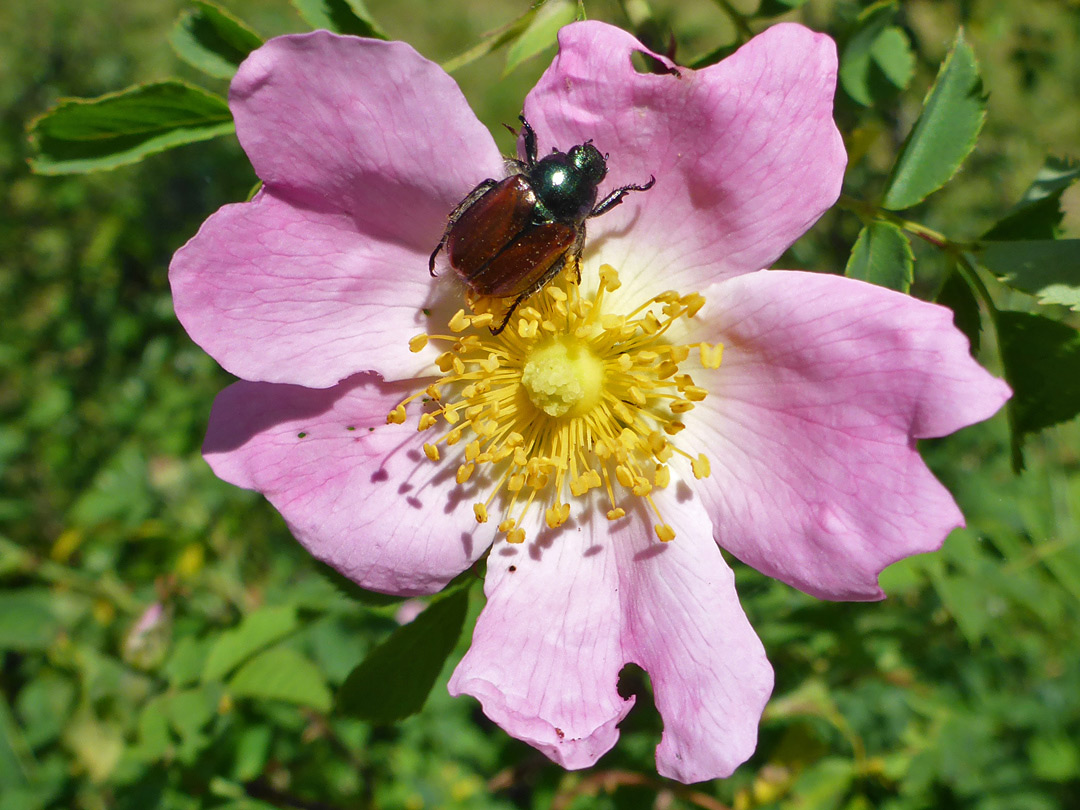 Pale pink flower