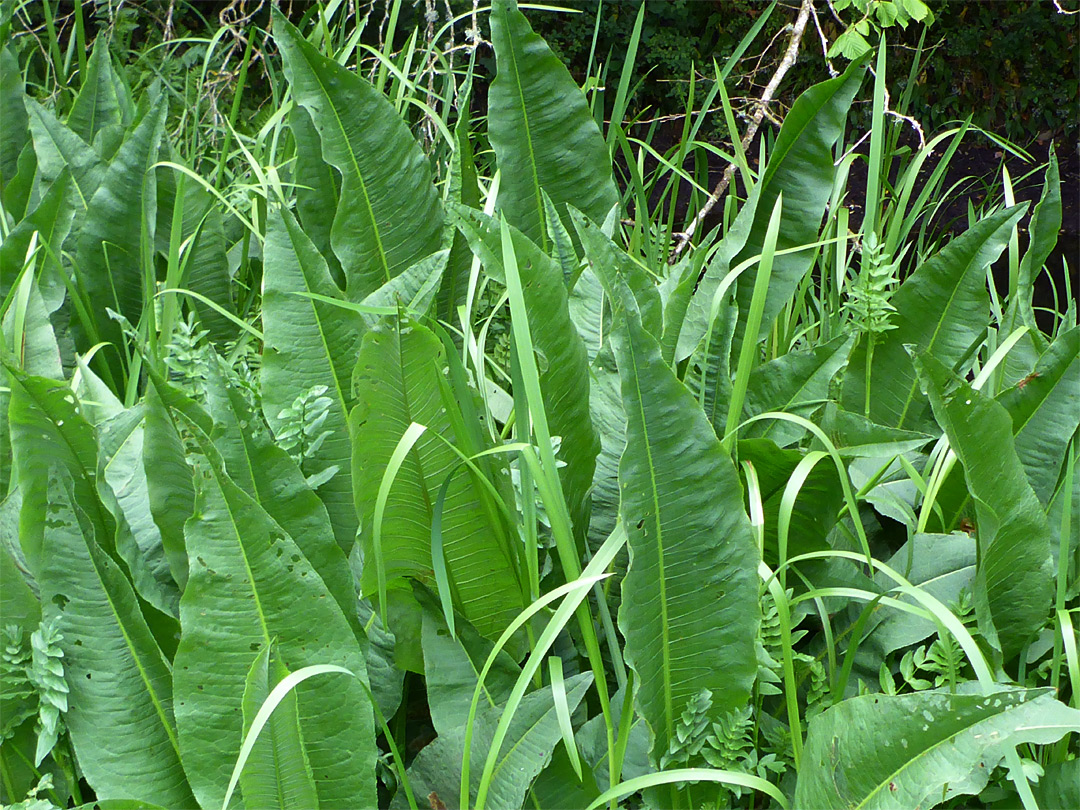 Many leaves