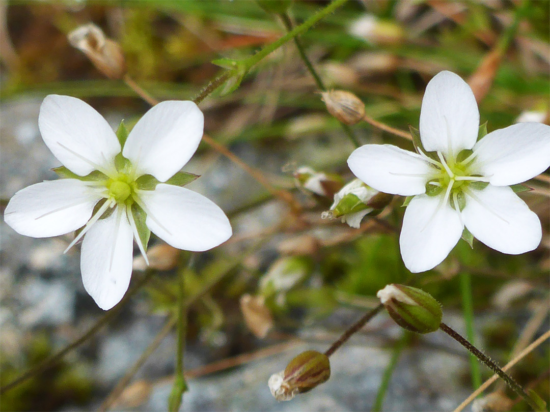 Pair of flowers