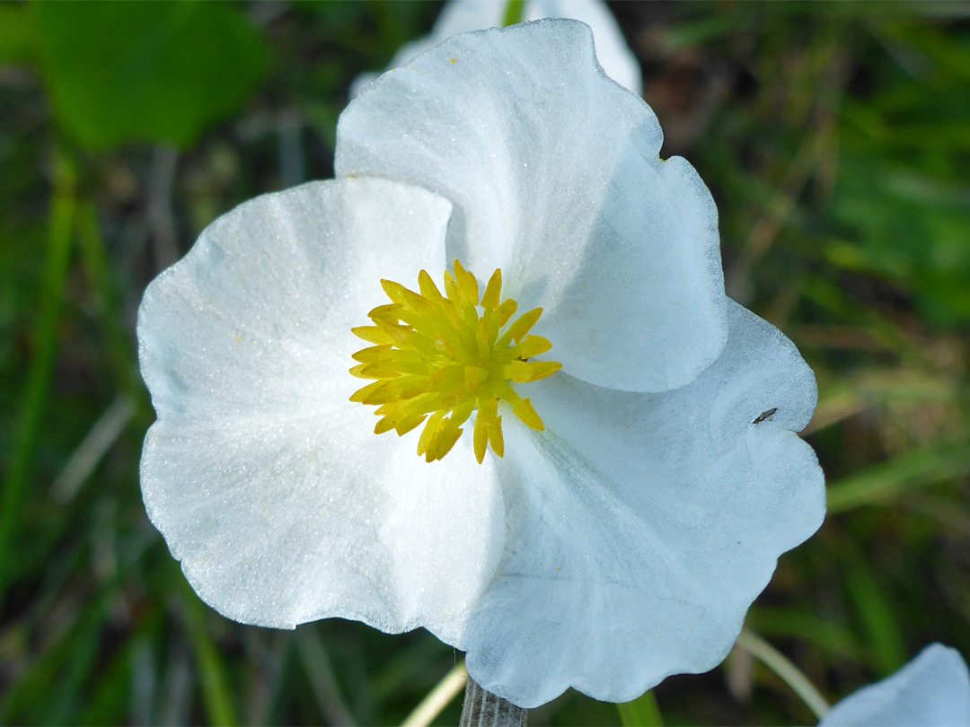 Pistillate flower