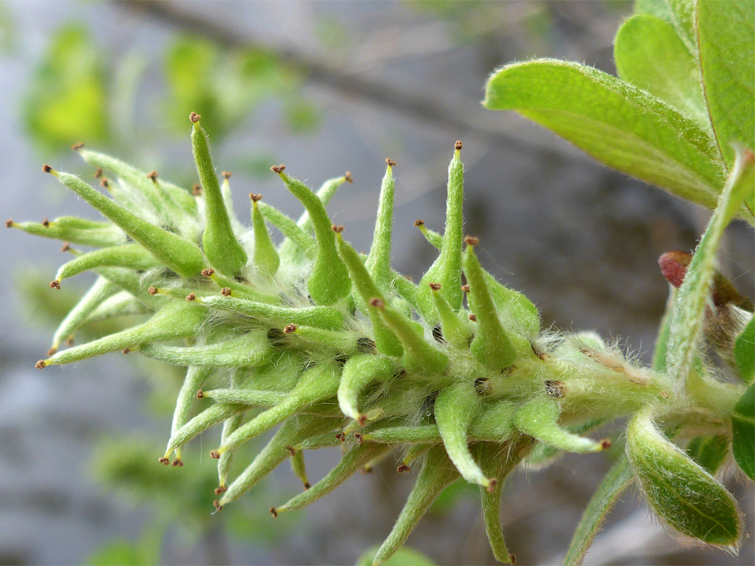 Inflorescence