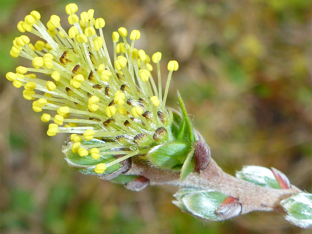 Buds and stamens