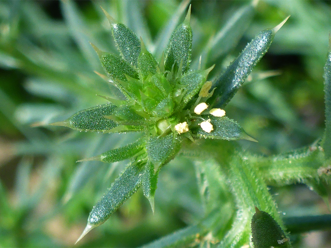 Tiny yellow flowers