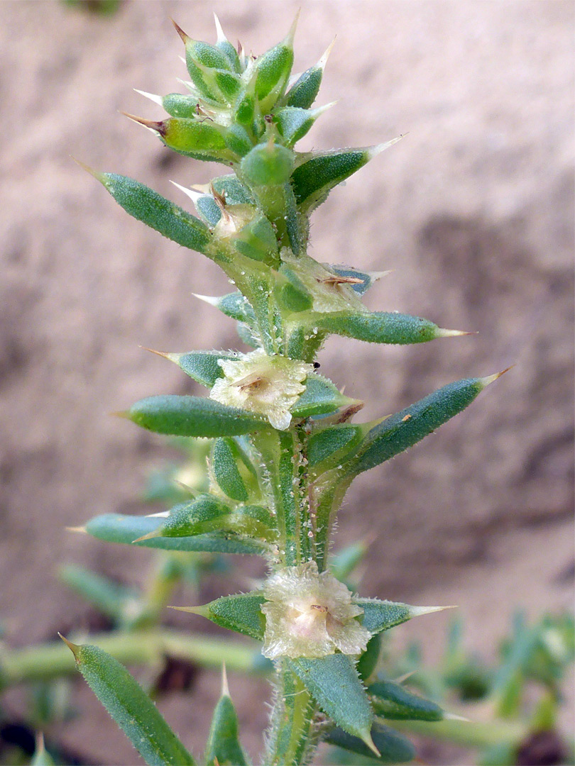 Fruits and spiny leaves