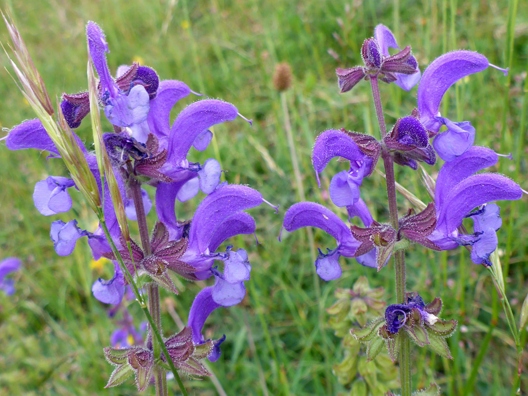 Two flowering stems