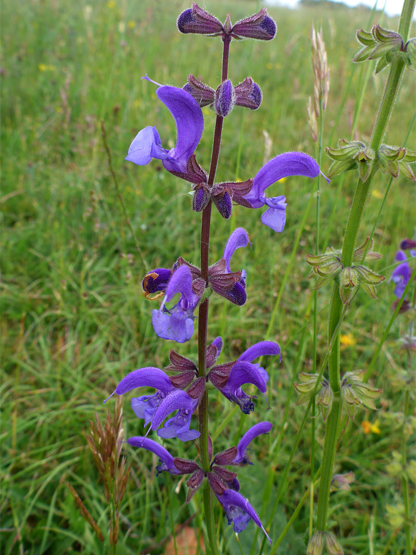 Purple flowers