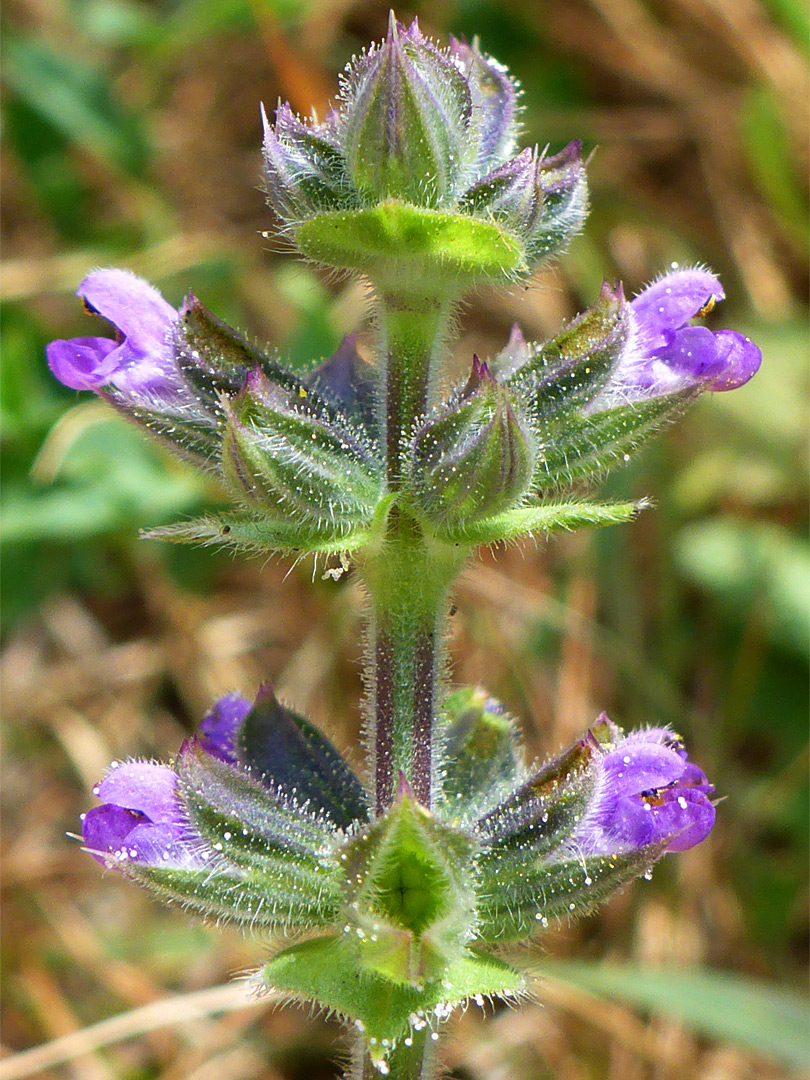 Whorls of flowers