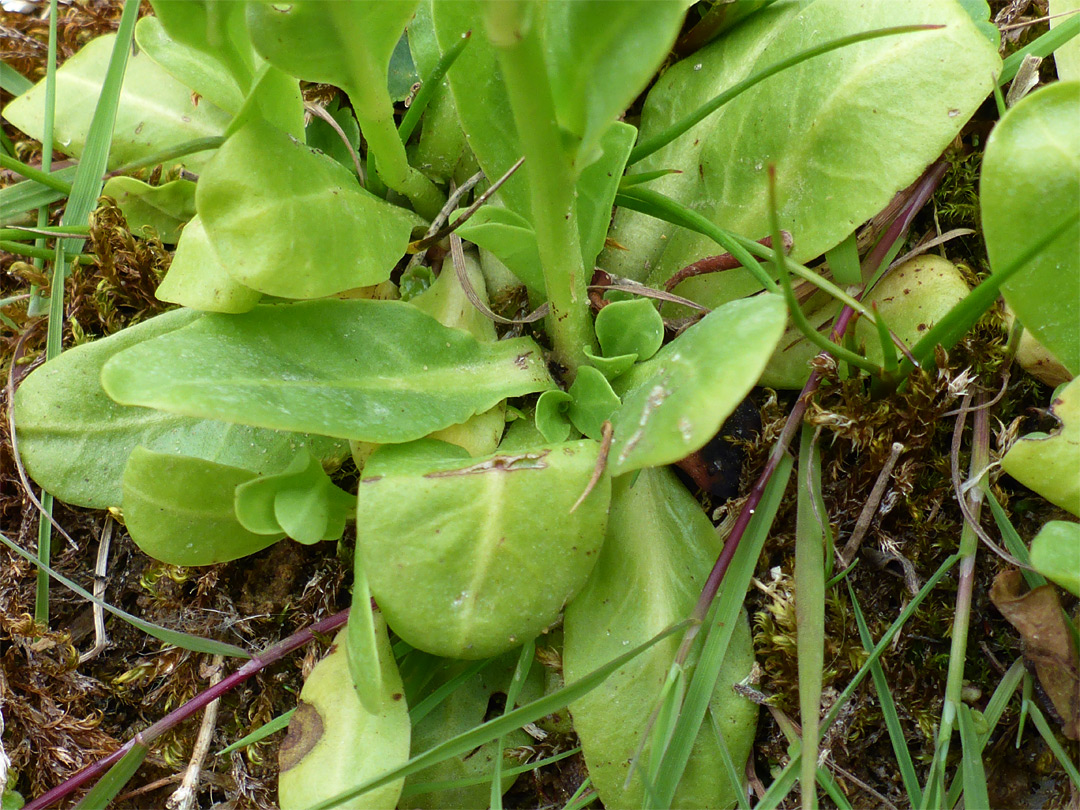 Basal leaves