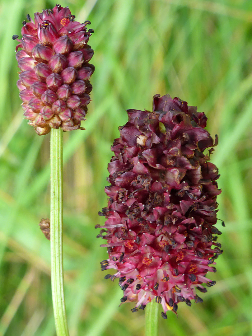 Two clusters