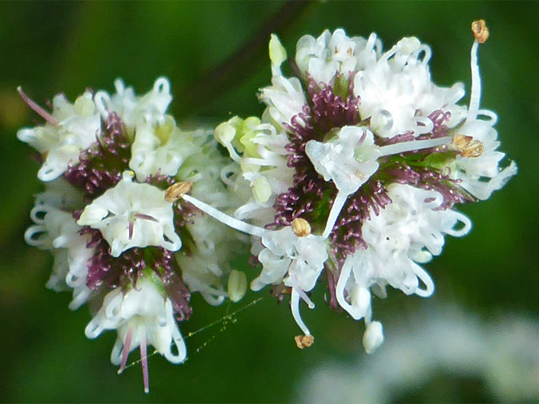 White flowers, purple bracts