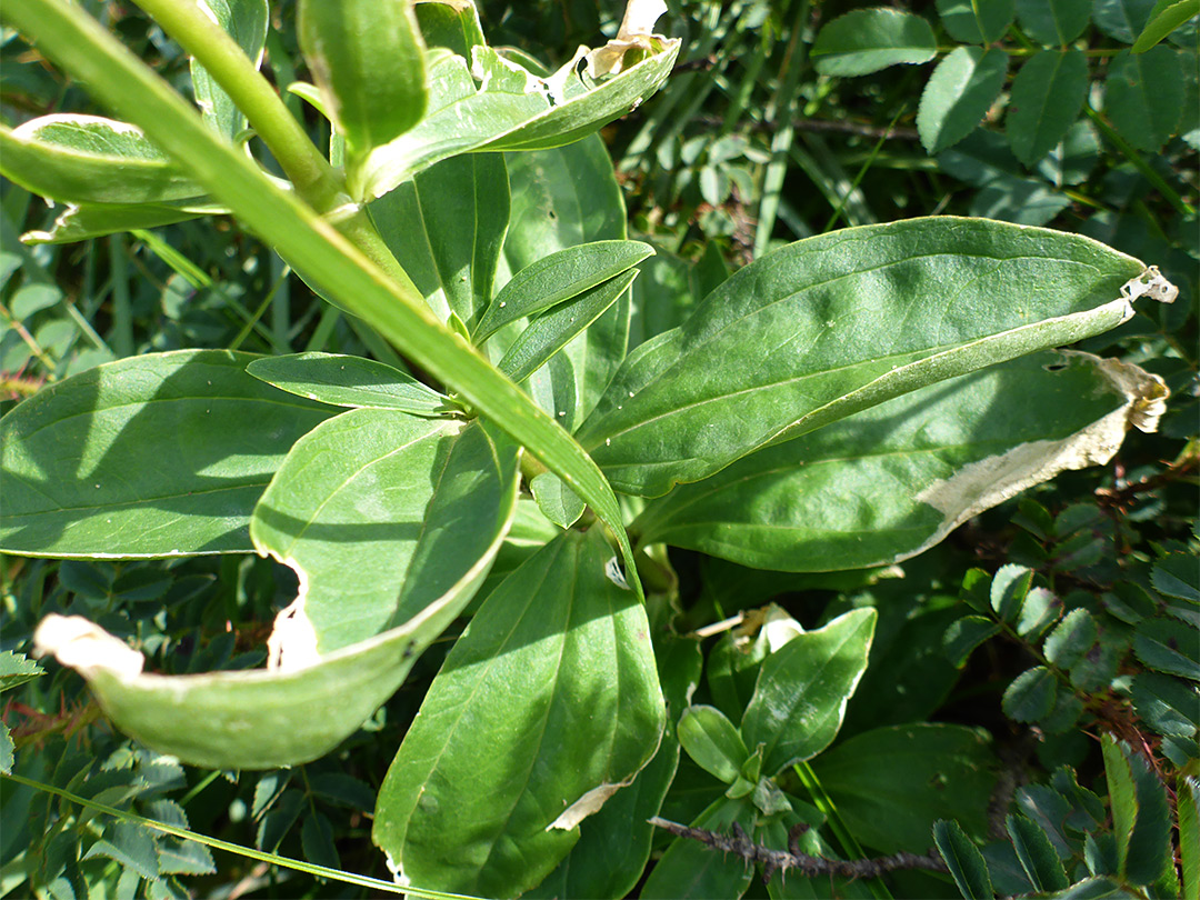 Stem and leaves