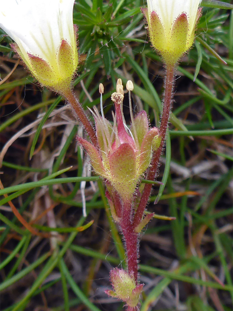 Developing fruit