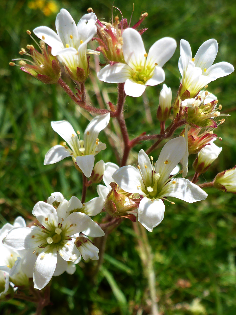 White petals