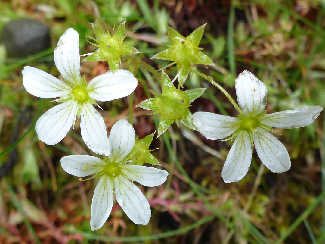 Flower cluster