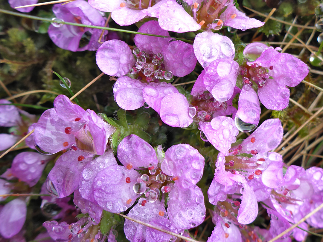 Raindrops on flowers