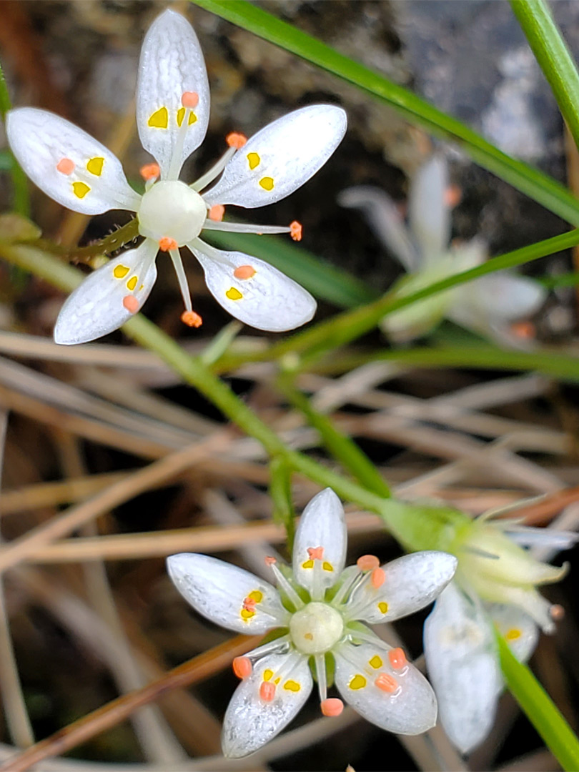 Two flowers