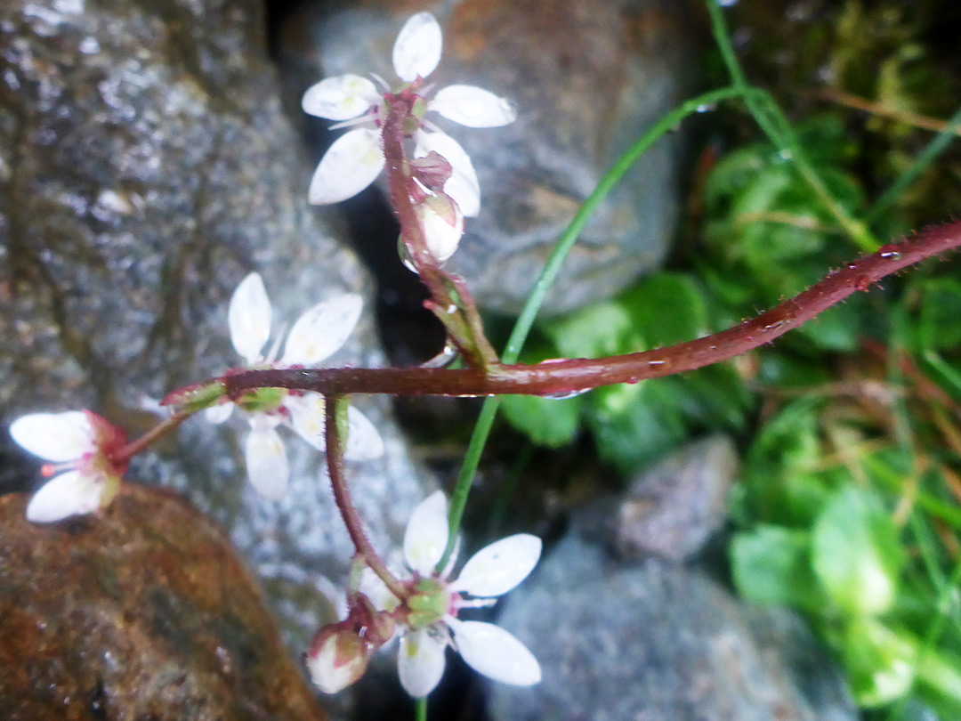 Flowering stem