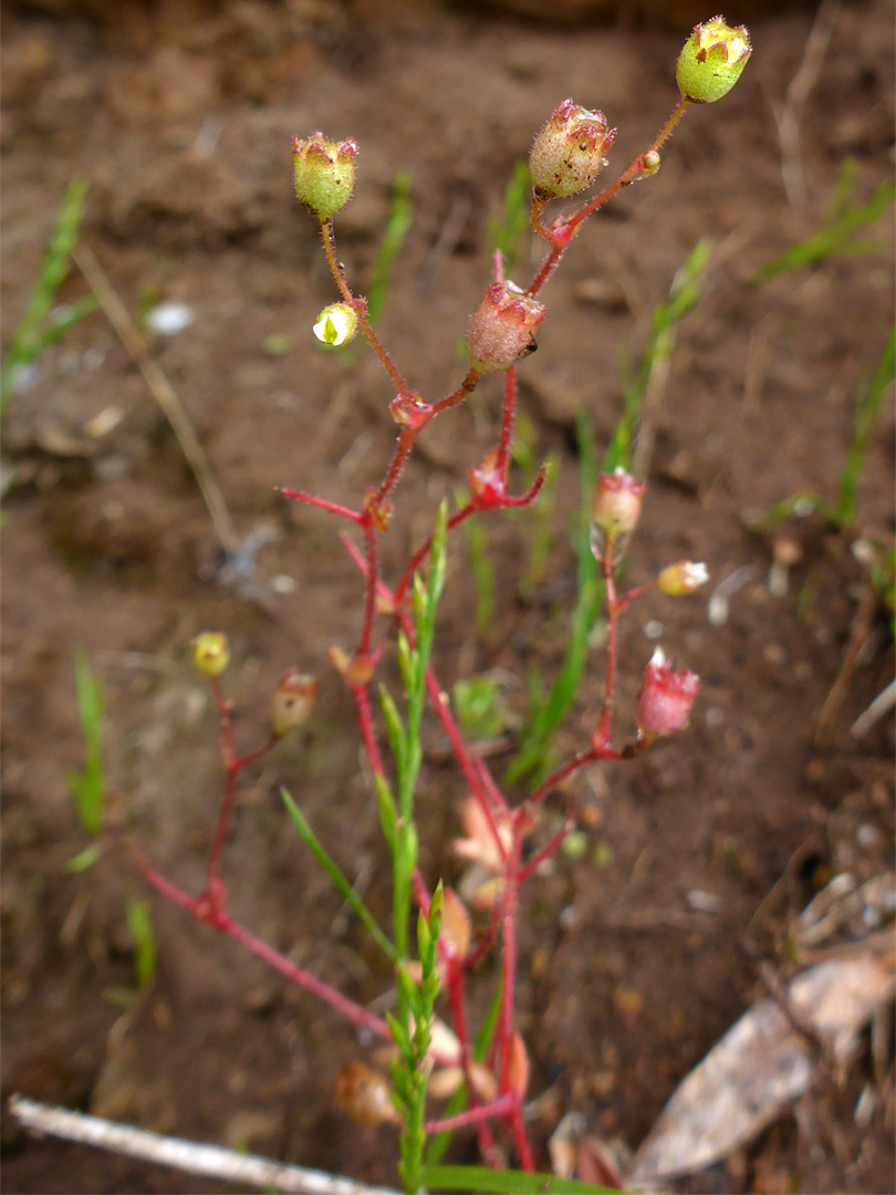 Withered flowers