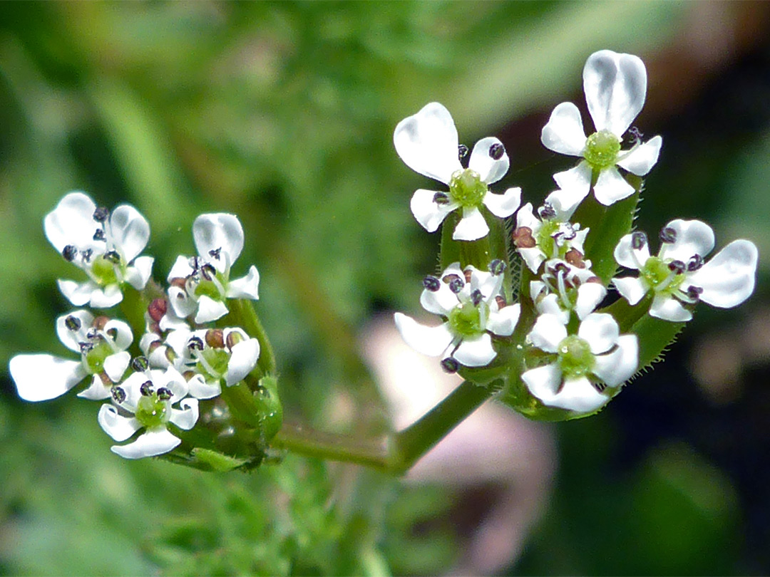 White flowers