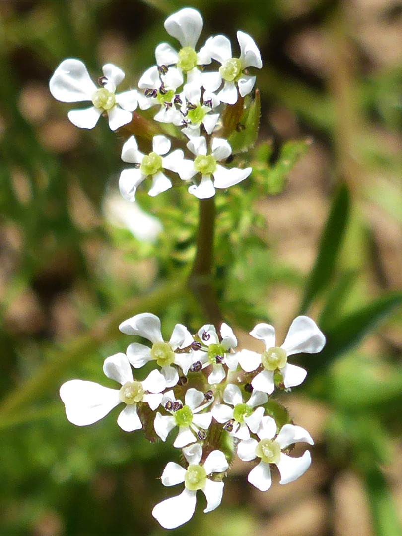 Clustered flowers