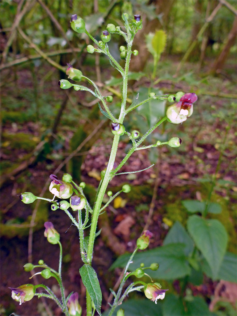 Flowers and leaves