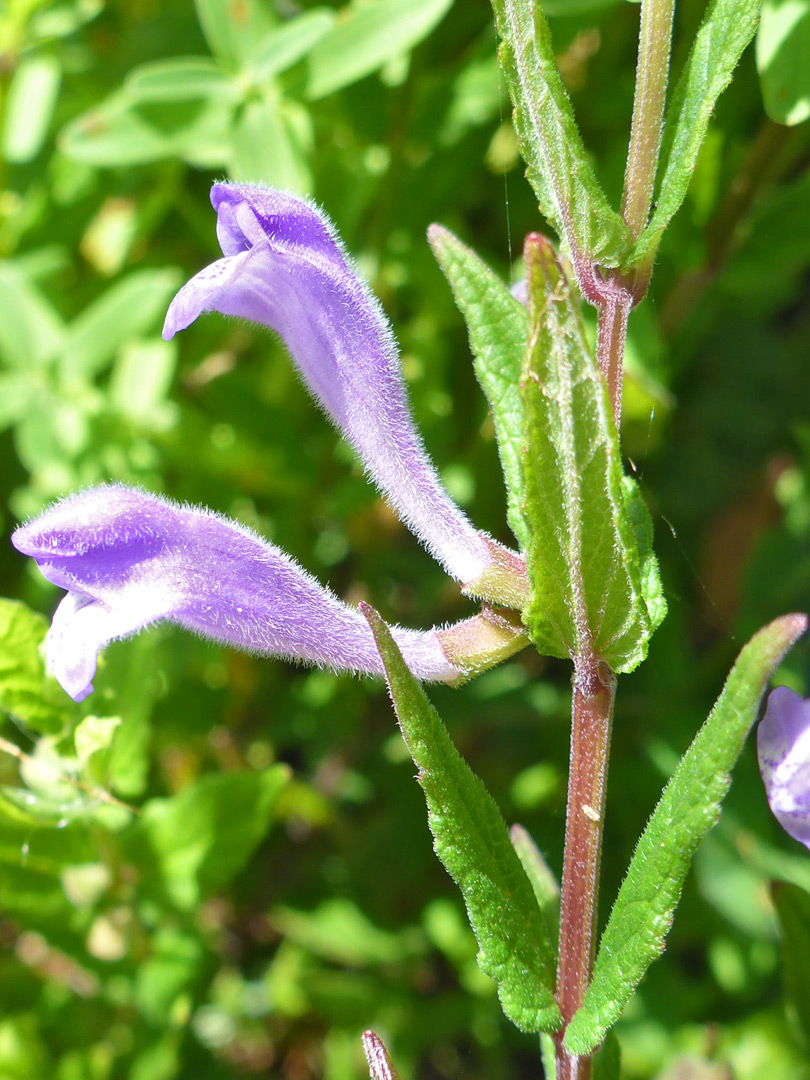 Flowers and leaves