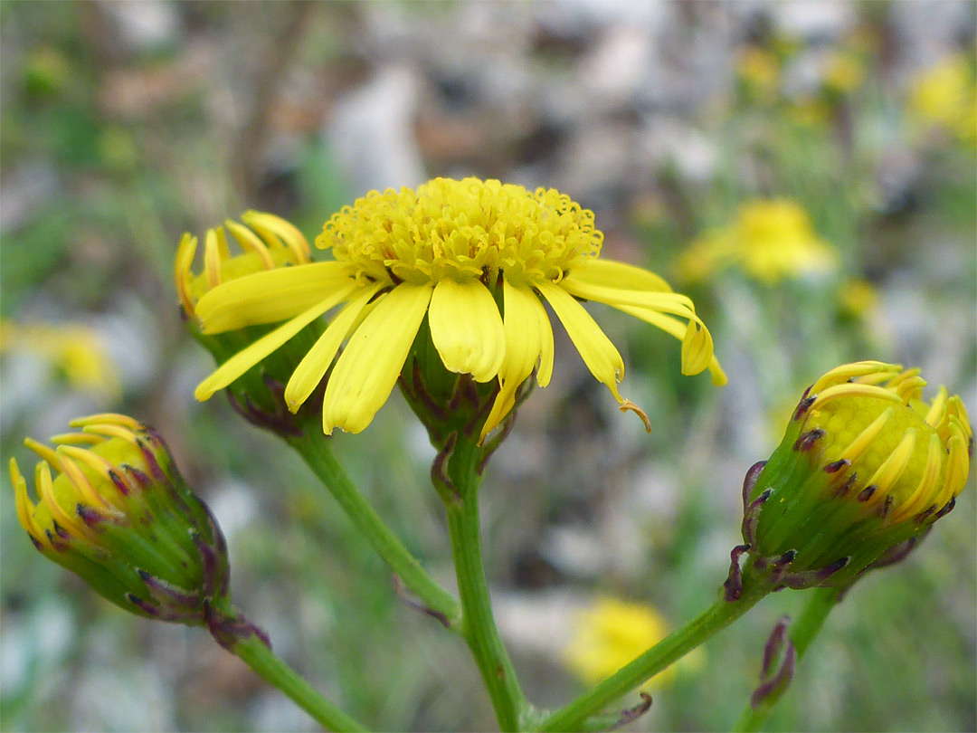 Four flowerheads