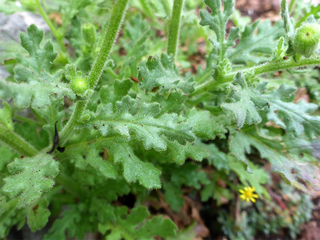 Lobed leaves