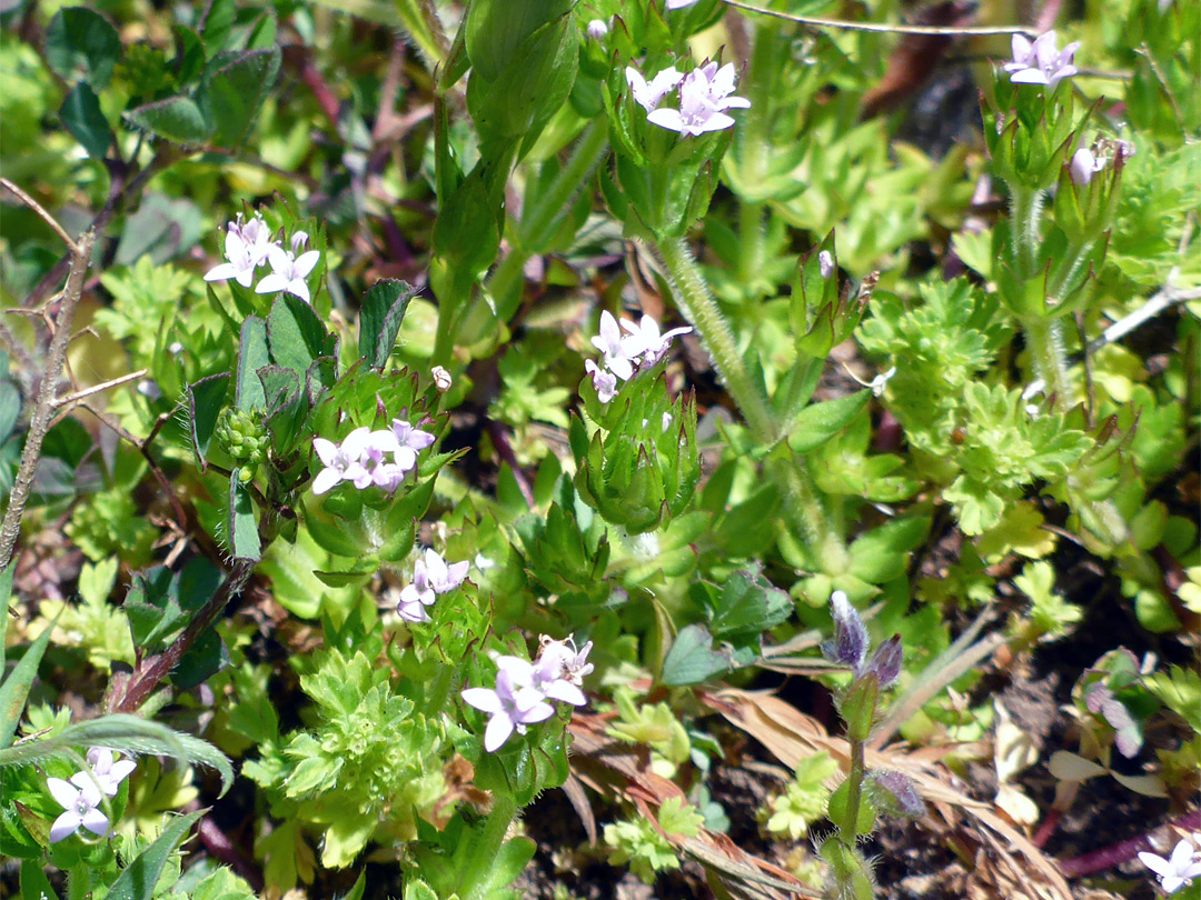 Flower clusters