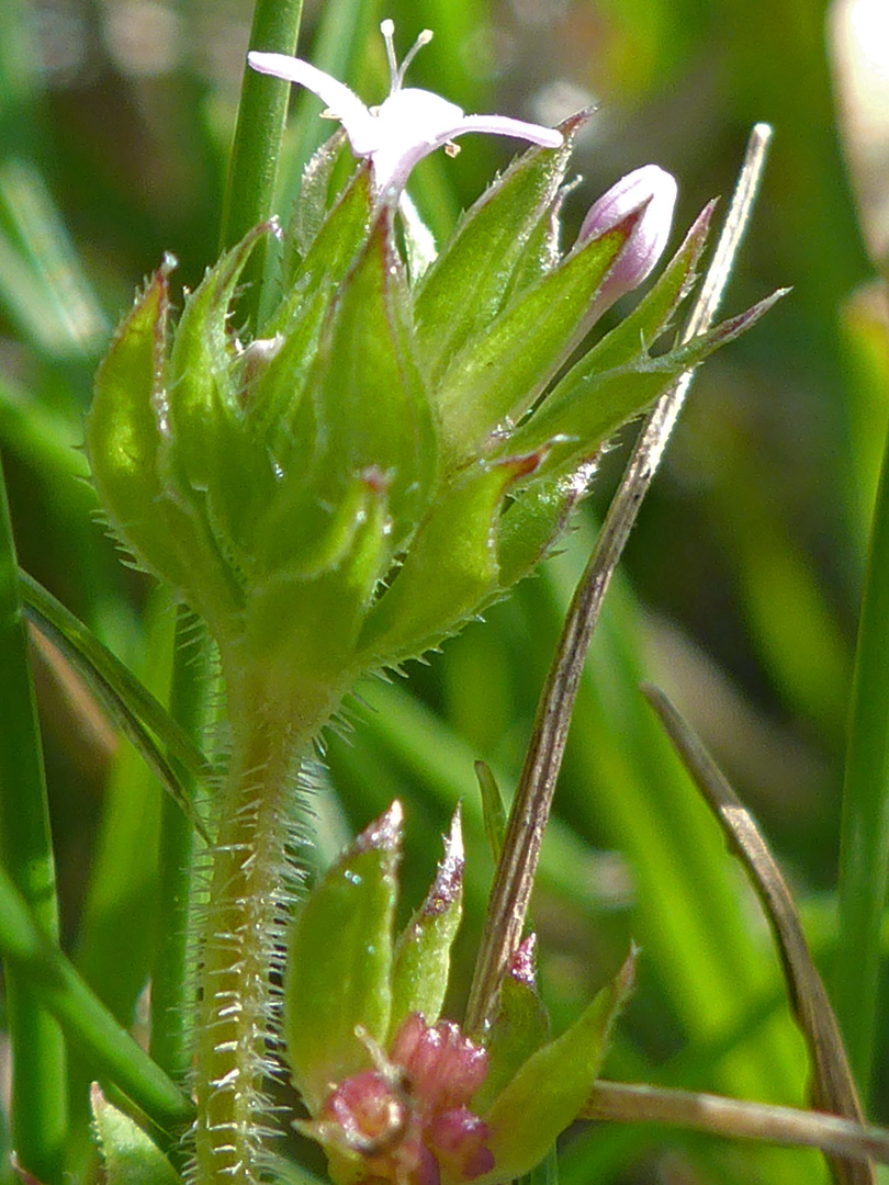 Bristly stem