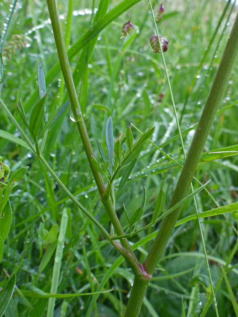 Stem and leaf