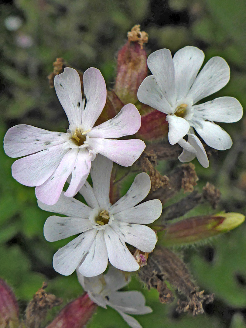 White flowers