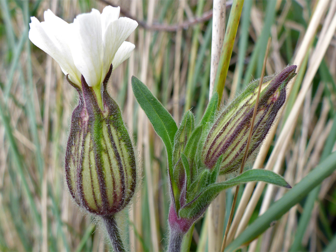 Two flowers