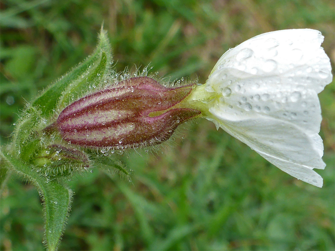 Calyx and corolla