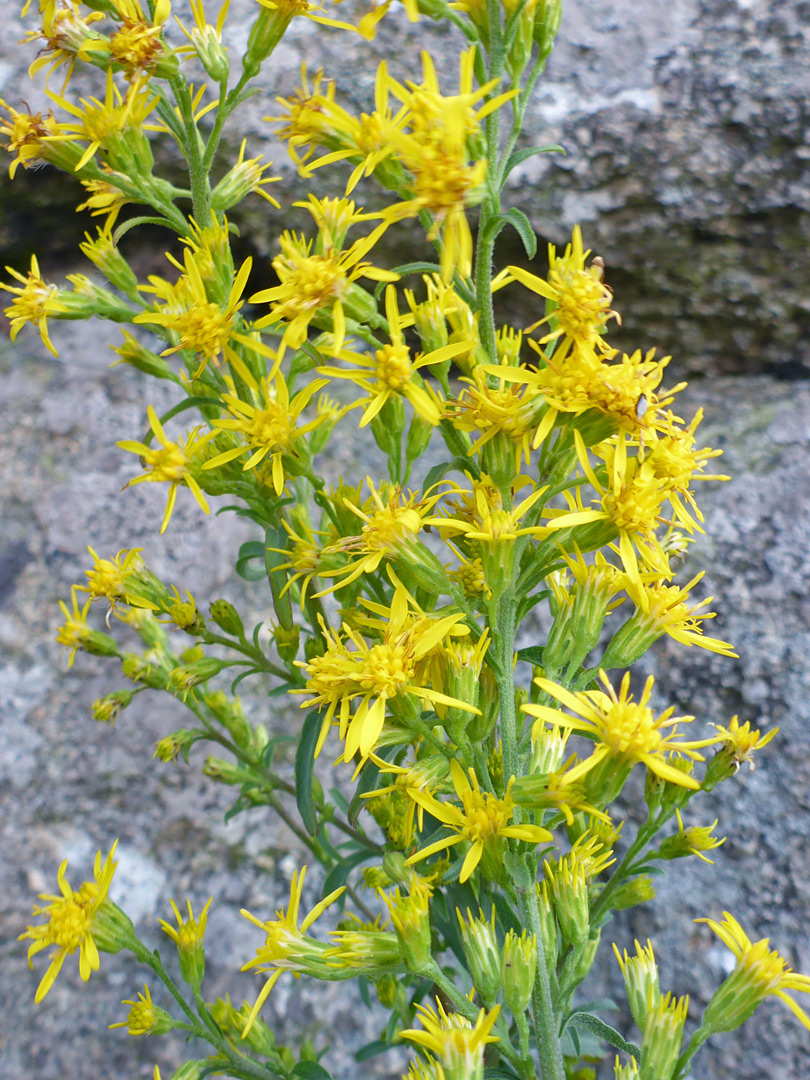 Dense flower cluster