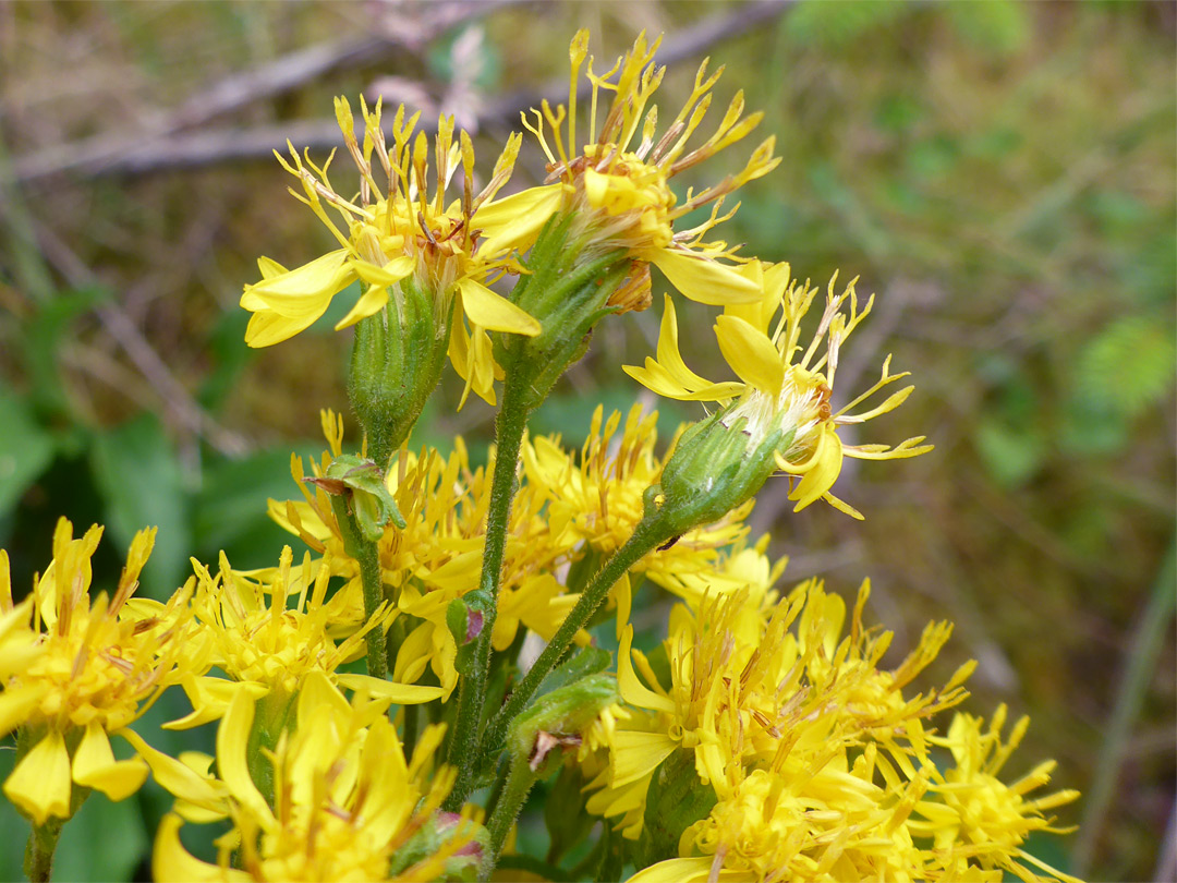 Exserted stamens