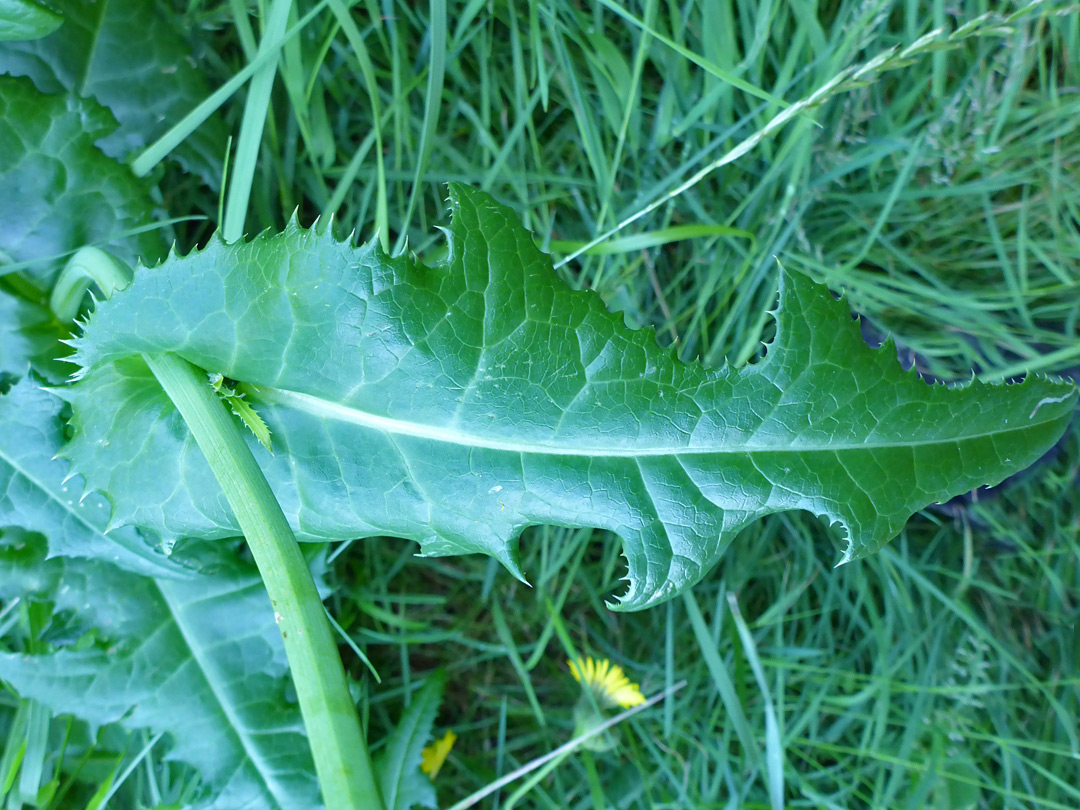 Clasping leaf