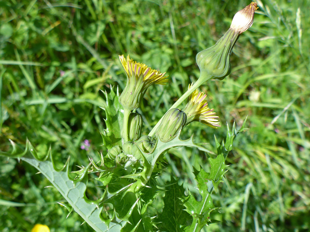 Leaves and flowerheads