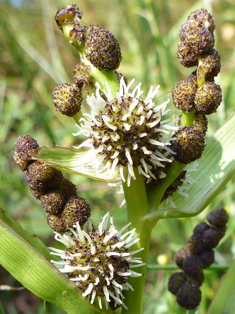 Male and female flowers